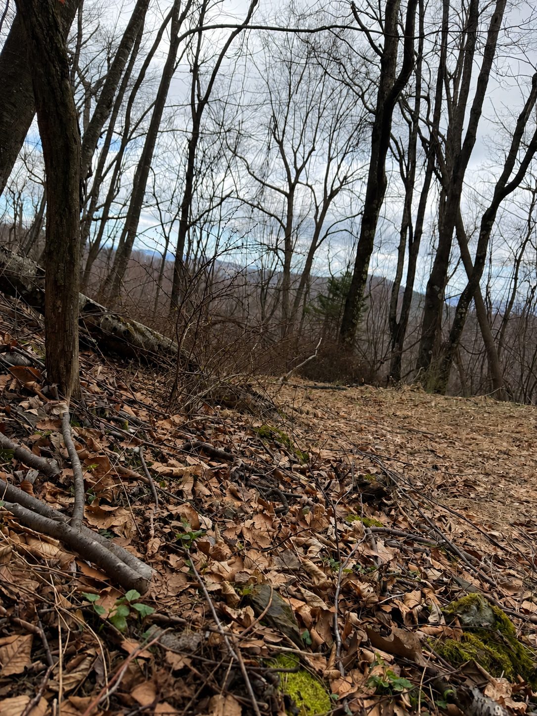 Twin Ridge Retreats private wooded land in the Shenandoah Mountains